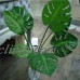 12pcs Artificial Palm Fern Turtle Leaves Plastic Silk Fake Plant Leaf Home Decor   162558961132